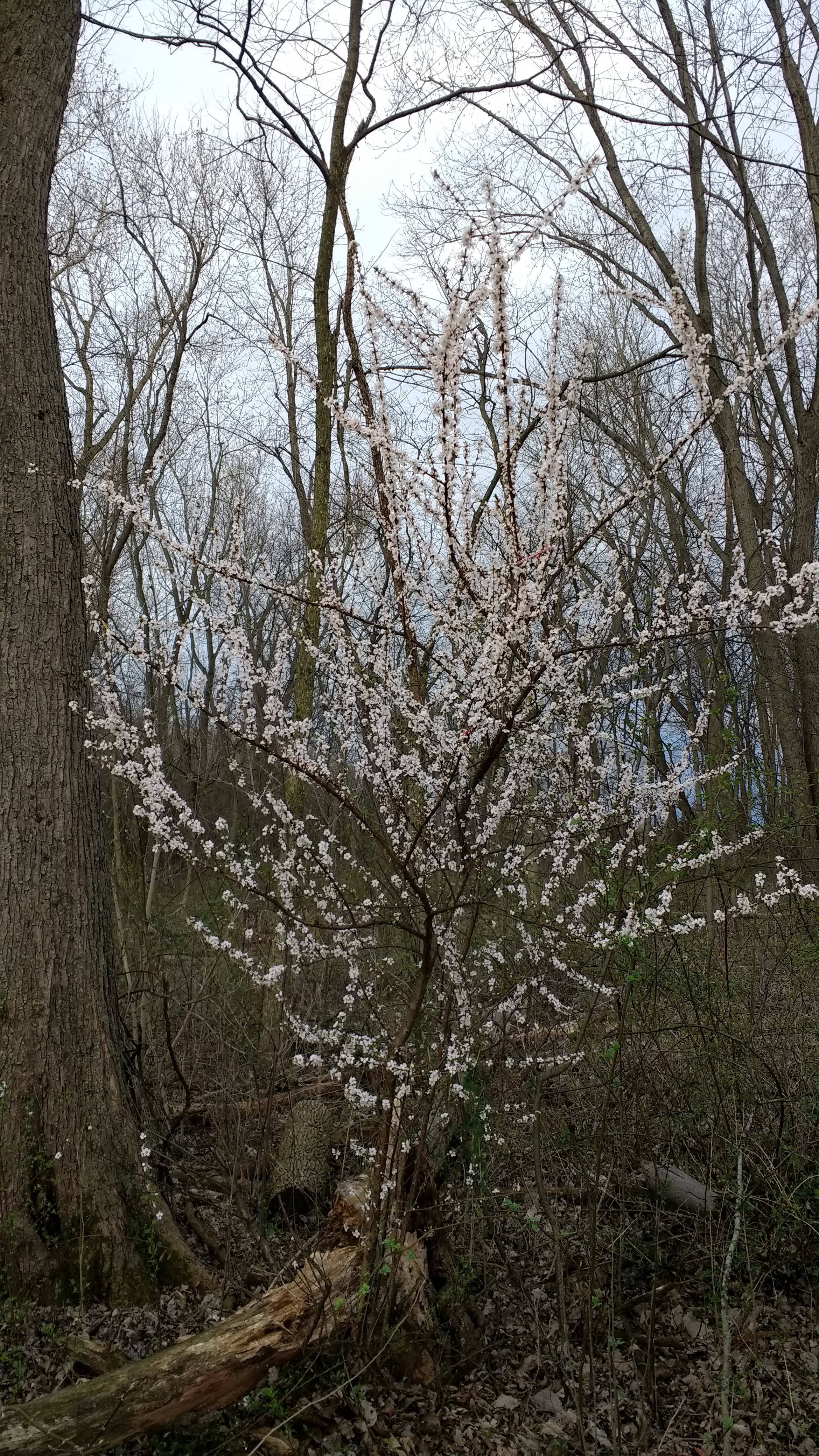 IMG_20170410_130349234