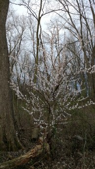 IMG_20170410_130349234